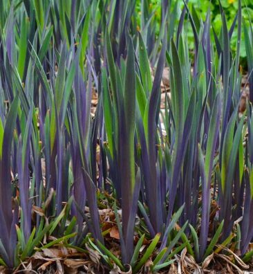 Daudzkrāsu īriss 'Purple Flame'